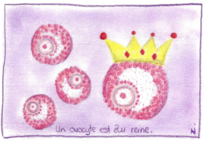 Un ovocyte est élu "reine".